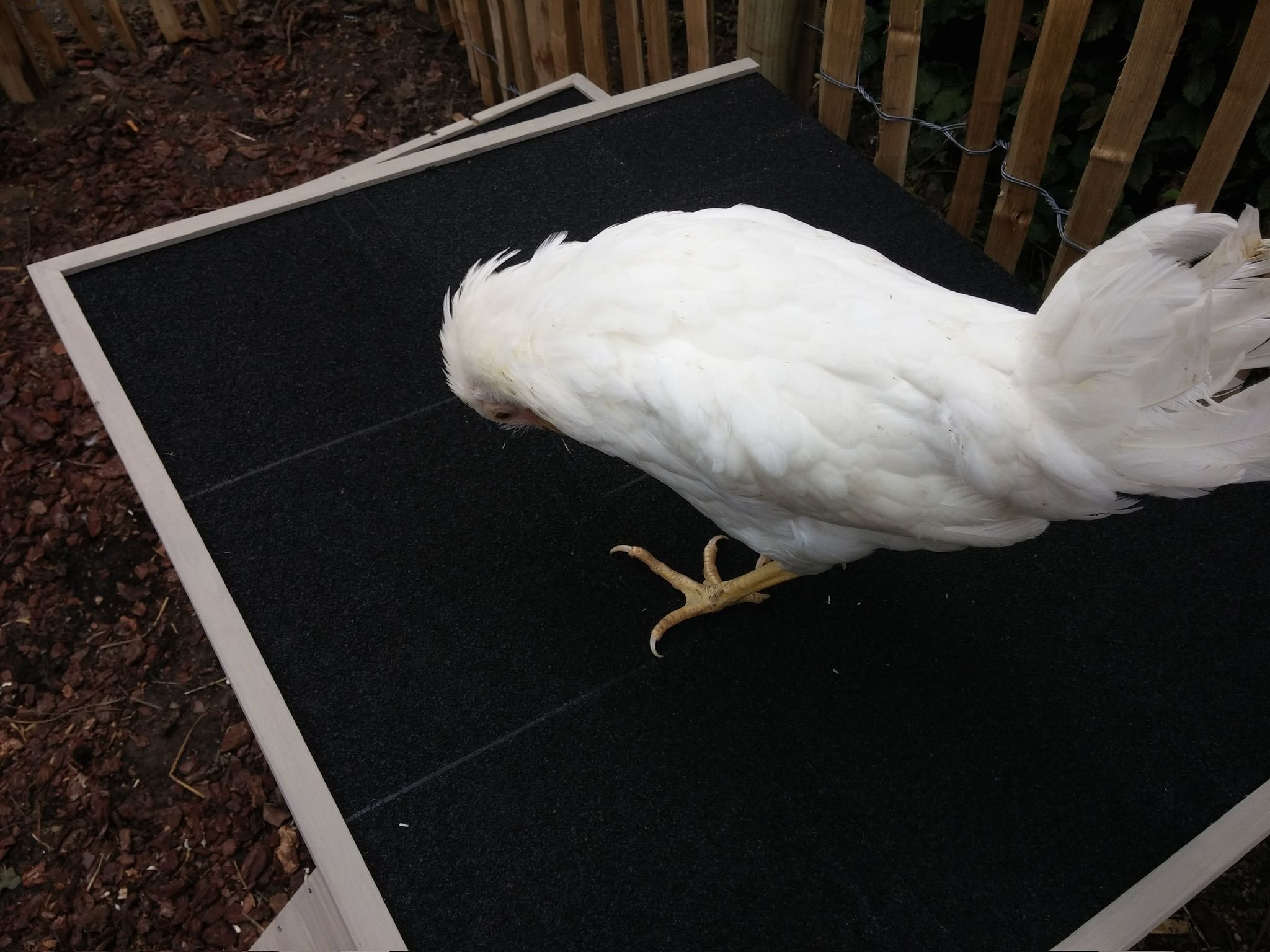 chicken sitting on top of chicken coup
